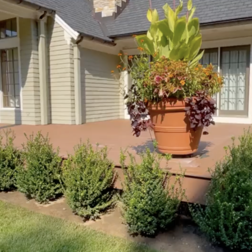 Green Horizons - Deck Landscaping and Holly Bushes