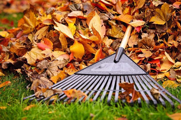 Green Horizons fall cleanup - lawn care, landscaping, spring and fall cleanups