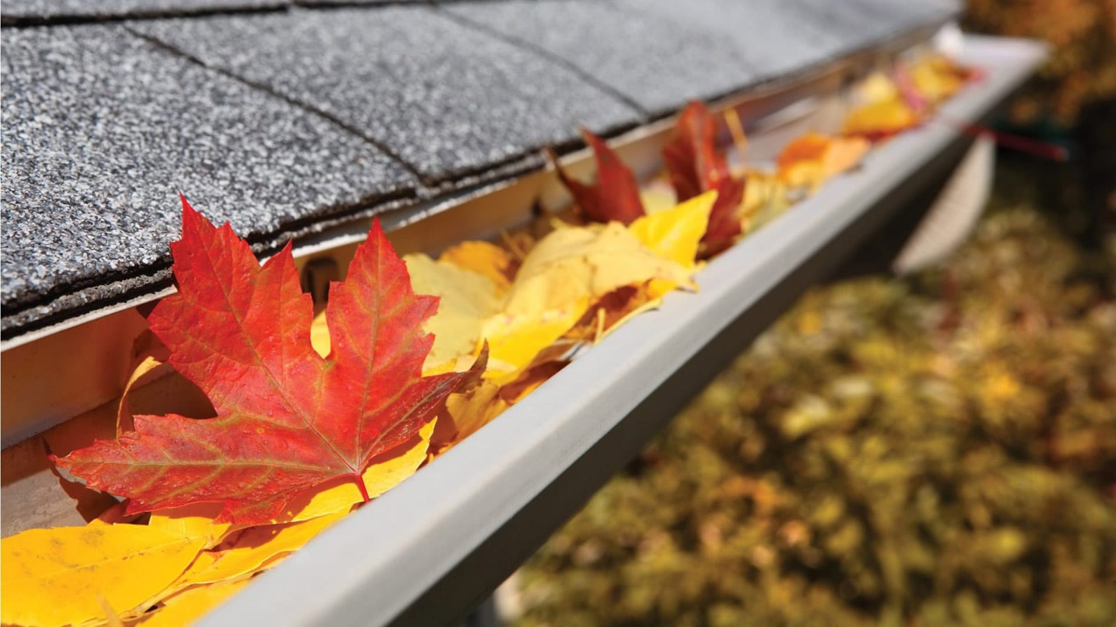 gutter cleaning services provided by Green Horizons