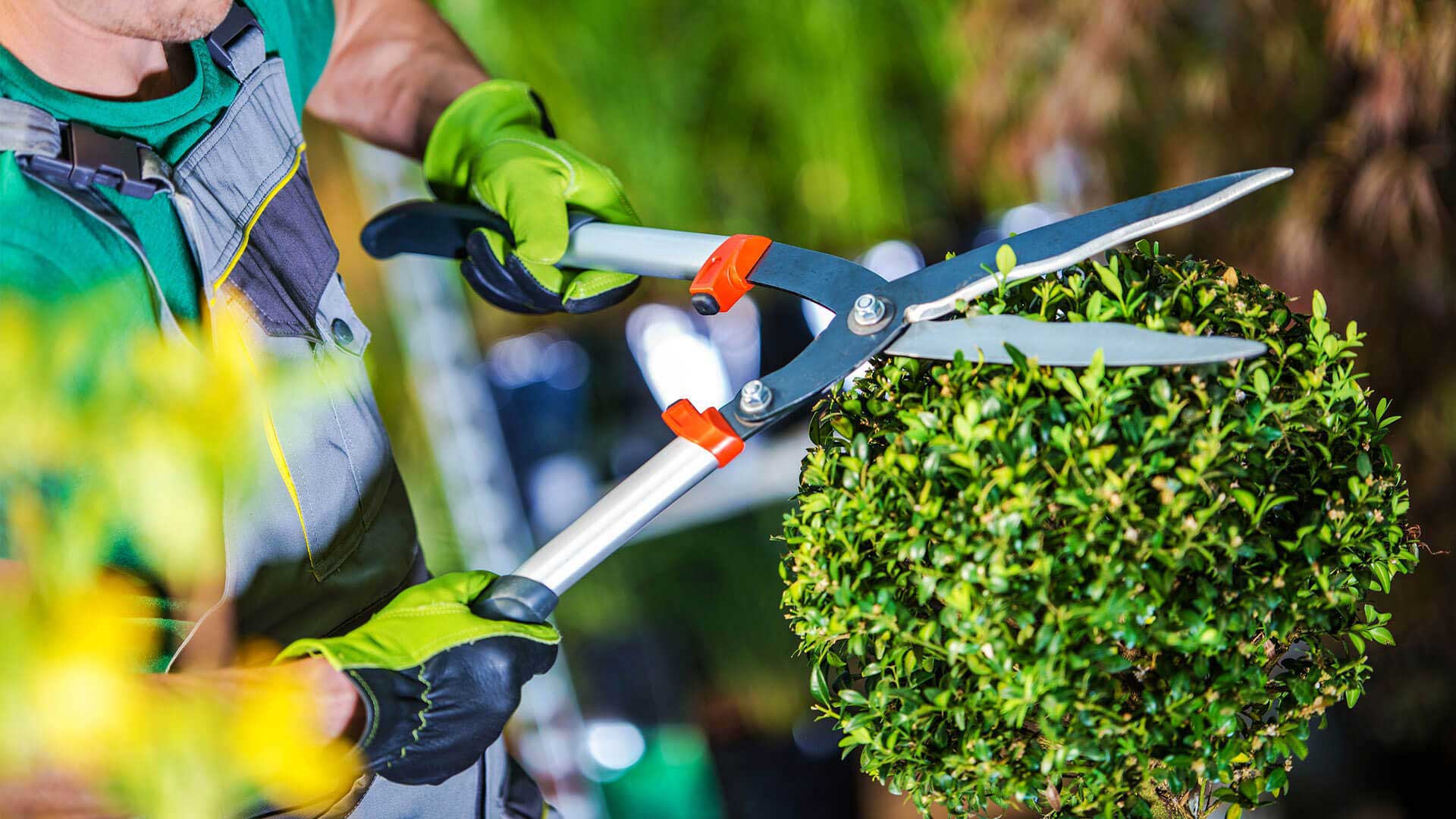 Green Horizons provides tree trimming and shrubbery care